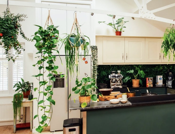 Растения и цветы в интерьере кухни: какие виды подходят для кухни и почему? (30 фото)